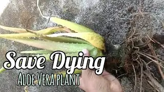 How to save dying aloe Vera plant