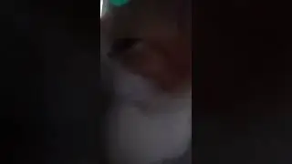 Рыжий ранняя пташка.