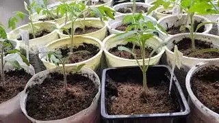 Грунт и рассадные страсти 04.04.24.