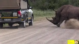 Rhinoceros: The Living Tank! 🦏 #rhinoceros #rhino #animalfacts