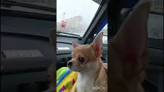 Чихуахуа Боня🐶 едет в ветклинику.
