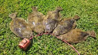 The BEST Time to CATCH Flounder in Texas | Flounder Run Prefrontal Flounder Gigging