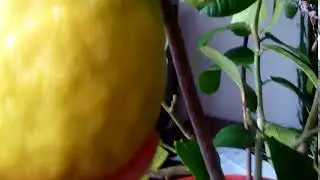 Лимон домашний