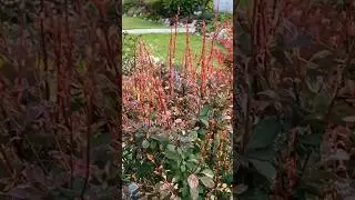 Обрезала все сухие ветки у барбарисов