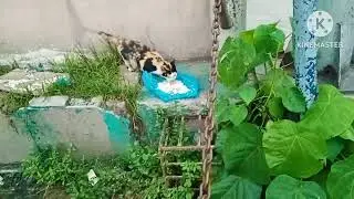 Hungry cats, stray cats