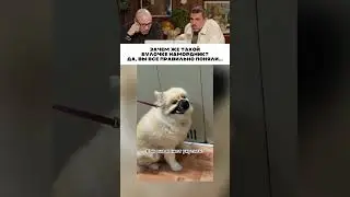 Зачем же такой булочке намордник? 😹
