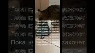 ПОЗОВИ КОТА С СОБОЙ 🥹