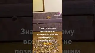 Чихуахуа #приколы #чихуахуа #dog #собака #приколысживотными #sunny #shortsvideo #shortvideo