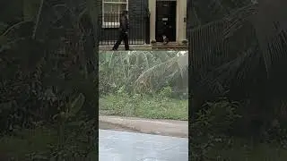 Larry the cat downing street🐱 #cat #animals #catlover #kitten #news