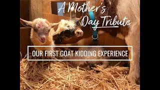 Mother's Day on the Farm: Our goats became mamas!