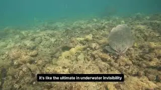 This Fish Flipped My Mind! 5 Crazy Flounder Facts You Won't Believe (with underwater footage!)