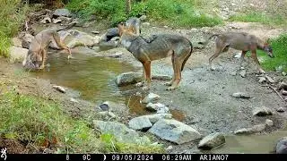 4 Ujqer te medhenje dhe nje i vogel. 4 Wolfs ant their little cub.