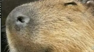 ВСЯ ИСТОРИЯ МОЕГО КАНАЛА (ну почти)