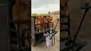 Solo with Six Golden Retrievers - Day 3 of My Outdoor Adventure