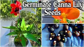 HOW TO germinate canna lily seeds || Grow your own cannas from seed! 6&7 mo. updates!