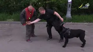 Ризен Гектор, апортировочный предмет, как тренажёр для отпуска фигуранта