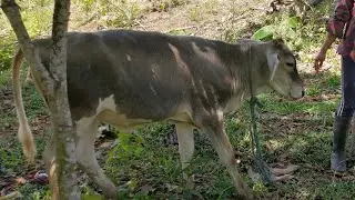 La Vaquita - LINDA - Recién adquirida nos acompaña ahora || Natural Force