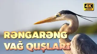Rəngarəng Vağ Quşları I 4K