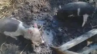 Вьетнамские поросята купаются в болотце
