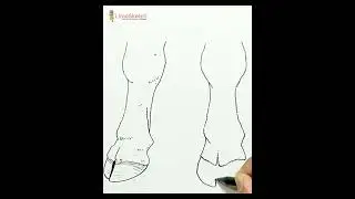 DRAWING COW FEET