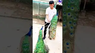 wonderful peacock feathers #peacock #shorts #bdsports #song #bollywood #hindisong