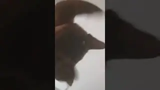 Творчество Степана и Тэодора:)))