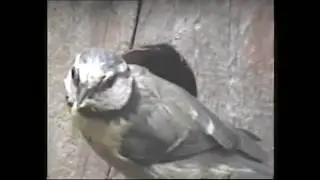 Killer Magpie tries to grab the Small tits blue chicks.