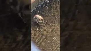 Süßes Stockenten-Baby sucht Weg zum Wasser und überlegt zu springen - Mama zeigt den Weg