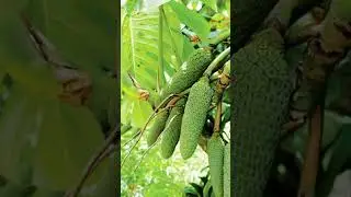 А ВЫ ЗНАЛИ? Больше интересных фактов о 🌿 в моем тг t.me/spottykit