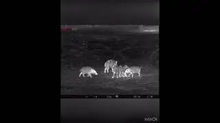 Трофейная Охота на кабана!