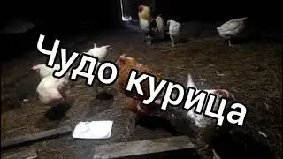 Домашние куры