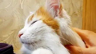 Кот Прибалдел! Глажу любимого Лучика!