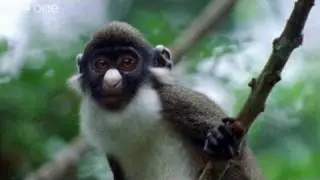 Funny Talking Animals - Walk On The Wild Side - Episode Four Preview - BBC