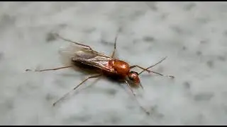 Camponotus floridanus Insect