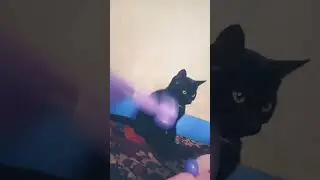Лялялялляля