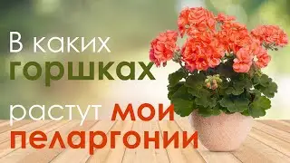 В каких горшках растут мои пеларгонии