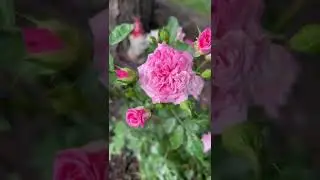Drift Roses (Groundcover roses) This color is called “Sweet Drift.”