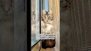 МОЙ ХОЗЯИН И...