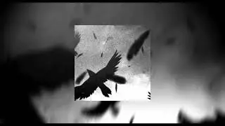 noctua - across the sky (nxc edition)
