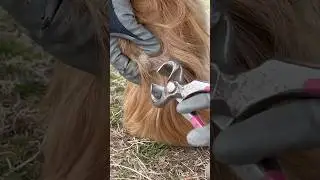 Trimming a single long Ergot on a Horse #horse #satisfying #oddlysatisfying #farrier #hoof