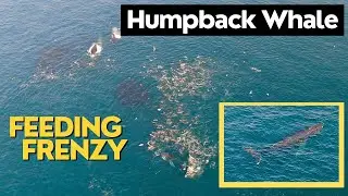 7 Ano Nuevo Humpback Whale Feeding Frenzy