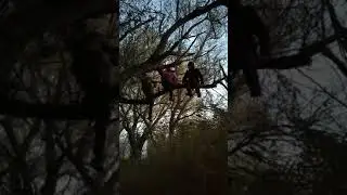 Падение с дерева 