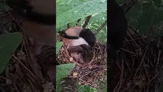 The shrike saw the cuckoo pushing its own child伯劳鸟看到杜鹃鸟正在推自己的孩子，为什么不阻止？