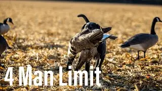 Big Groups of Canadas || Iowa Waterfowl Hunting 2024