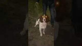 Снрингер Спаниель ЛОКИ ДЕМОН