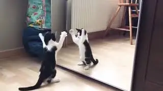 ClipClaps 4