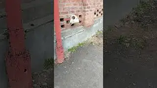 собака в заборе