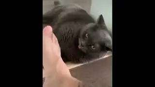 Cat licks foot..Oops