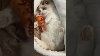 Кот быстрого приготовления