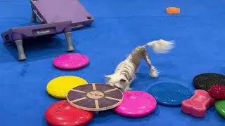 Doggy Easter Egg Hunt